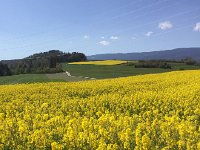 2017-04-23 15-19-38 acbbe1f3  on the pied du Jura